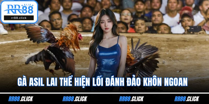 Gà Asil lai thể hiện lối đánh đảo khôn ngoan 