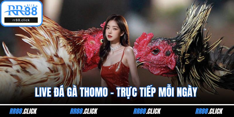 Live đá gà Thomo